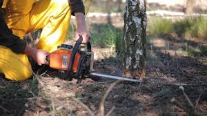 Best Tree Cabling and Bracing  in Nazareth College, NY