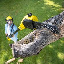 Best Stump Grinding and Removal  in Nazareth College, NY