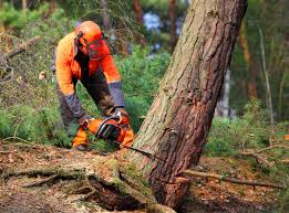 Best Tree Maintenance Programs  in Nazareth College, NY