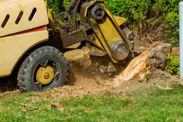 Best Root Management and Removal  in Nazareth College, NY