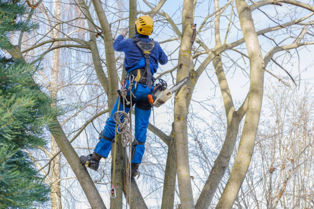 Best Emergency Tree Removal  in Nazareth College, NY