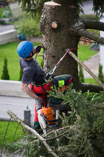 Best Organic Lawn Care Solutions  in Nazareth College, NY