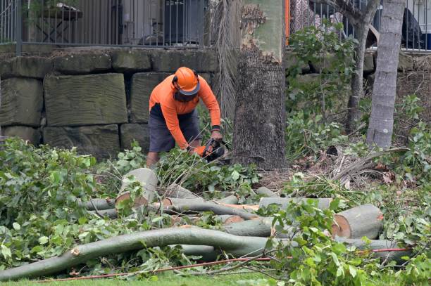 Best Tree Removal  in Nazareth College, NY