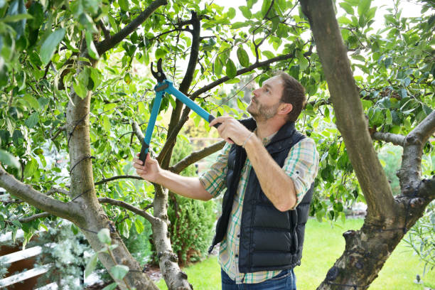 Best Hedge Trimming  in Nazareth College, NY